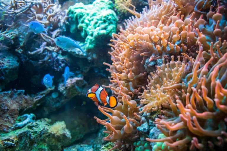 Lee más sobre el artículo Qué es un ecosistema marino y qué tipos hay