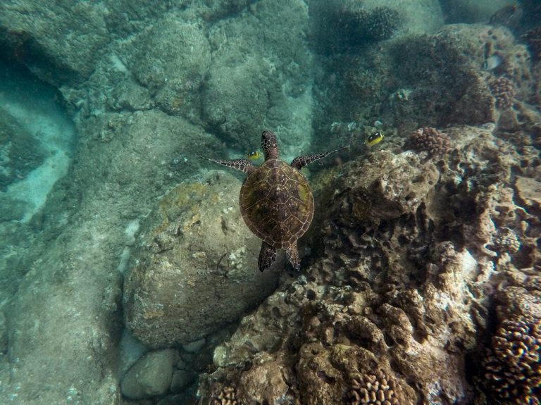 Lee más sobre el artículo ¿Cuál es la fauna marina de Lanzarote? Descubre las maravillas de esta zona del océano